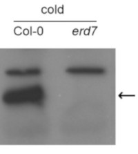 ERD7 | Early Response to Dehydration 7   in the group Antibodies Plant/Algal  / Environmental Stress / Cold stress at Agrisera AB (Antibodies for research) (AS19 4317)